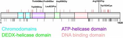 Chromatin Remodeling Proteins in Epilepsy: Lessons From CHD2-Associated Epilepsy